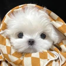 Trần Minh Nguyệt avatar